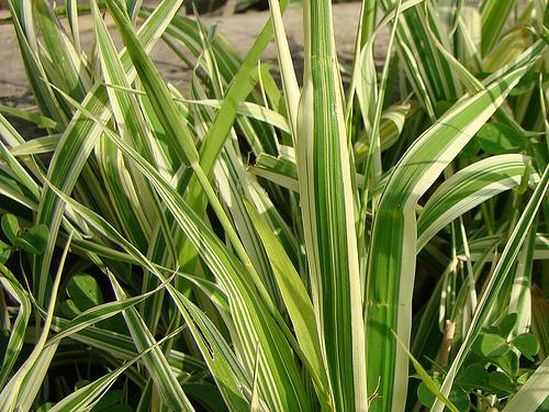 Phalaris arundinacea Dwarf Garters