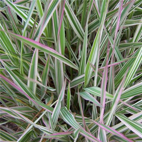 Phalaris arundinacea Strawberry Cream