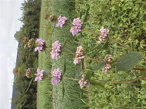 Phlomis tuberosa '