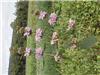 Phlomis tuberosa '