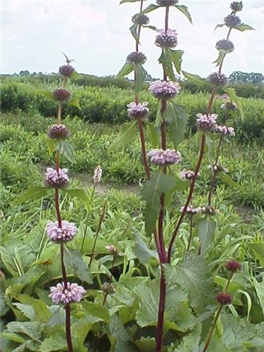 Phlomis tuberosa