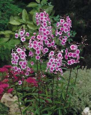 Phlox (M) Omega1