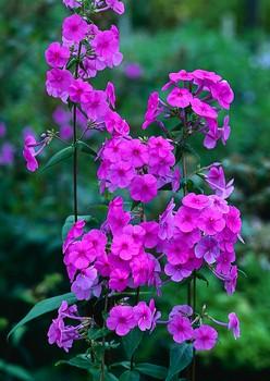 Phlox (M) Rosalind