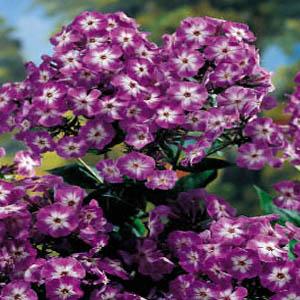 Phlox (P) Laura1
