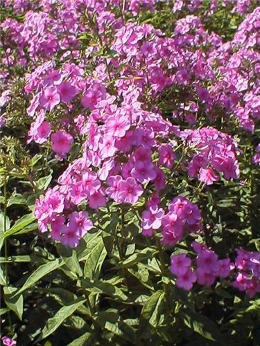 Phlox (P) Lilac Ti