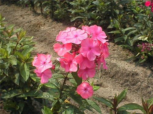 Phlox (P) Rijnstro