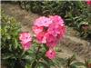 Phlox (P) Rijnstro