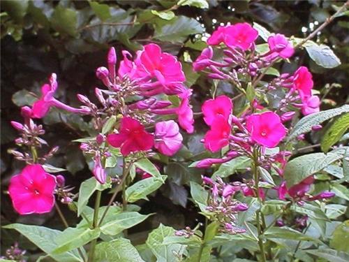 Phlox (P) Starfire