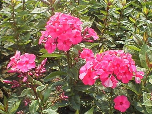 Phlox (P) Tenor3