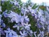 Phlox (S) G.F. Wil