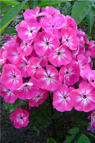 Phlox Alexandra 