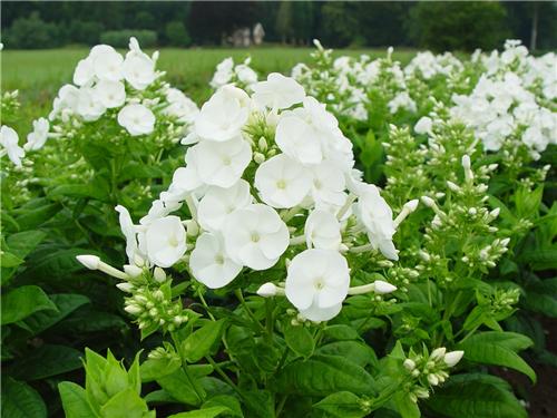 Phlox Danielle