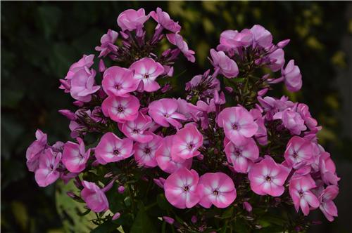 Phlox Evi