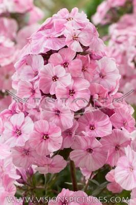 Phlox Picasso 5