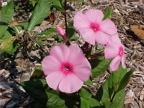 Phlox pan. Eva Cul