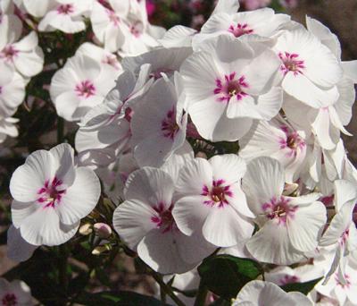 Phlox paniculata Mike-s Favourite