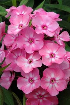 Phlox sweet summer candy