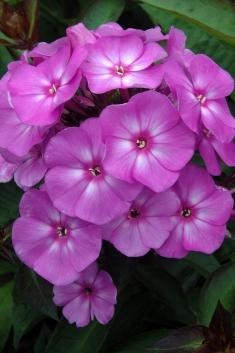Phlox sweet summer temptation