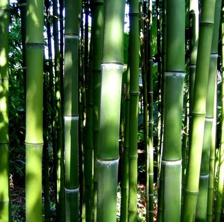 Phyllostachys atrovaginata Green Perfume