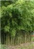Phyllostachys aurea 2