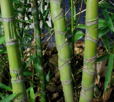 Phyllostachys aurea