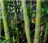 Phyllostachys aurea