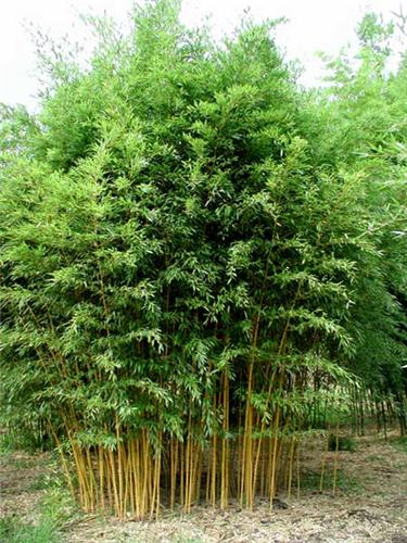 Phyllostachys aureosulcata Aureocaulis