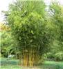 Phyllostachys aureosulcata Spectabilis 2