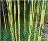 Phyllostachys aureosulcata Spectabilis