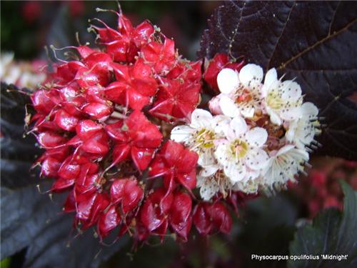 Physocarpus opulifolius -Midnight-