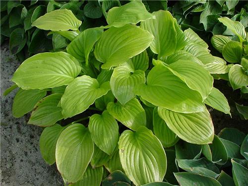 Plantaginea Aphrod