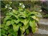 Plantaginea Grandi