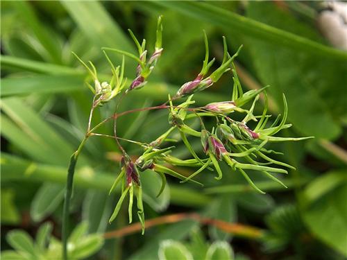 Poa alpina