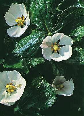 Podophyllum peltat