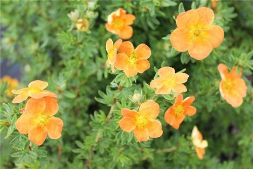 Potentilla fruticosa -Red Joker-