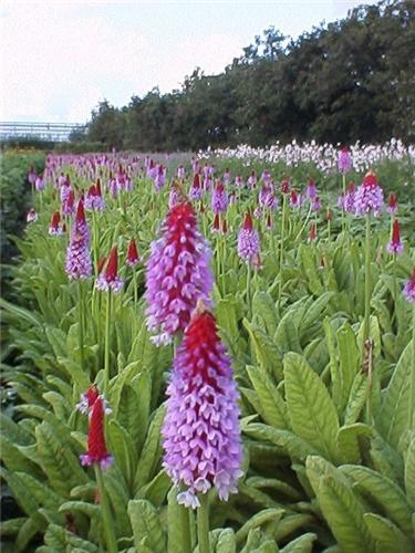 Primula vialii1