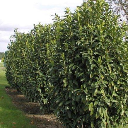 Prunus laur. -Genolia-