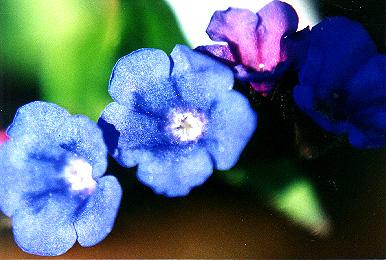 Pulmonaria 'Blue E