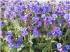 Pulmonaria EB Ande