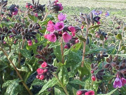Pulmonaria MrsMoon