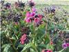 Pulmonaria MrsMoon