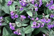 Pulmonaria angusti