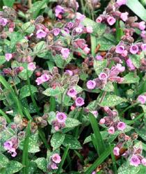 Pulmonaria officinalis1