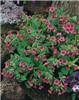 Pulmonaria rubra Redstart1