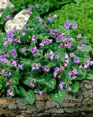 Pulmonaria sacch Smokey Blue