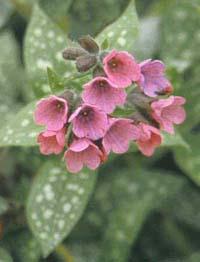 Pulmonaria saccharata 'Leopard'