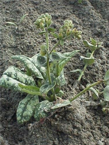 PulmonariaMrsKittle