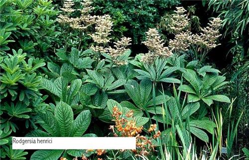 Rodgersia henrici1