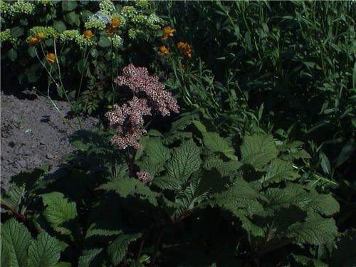 Rodgersia pinnata Elegans1