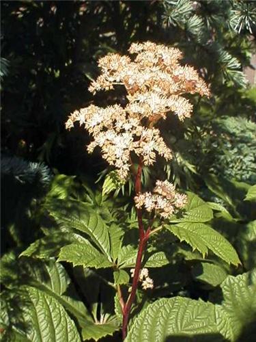 Rodgersia pinnata2